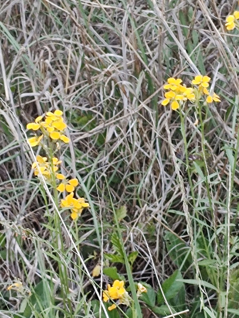 Gordon's Bladderpod photo 8