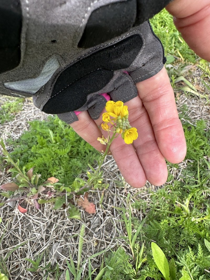 Physaria gracilis photo 2