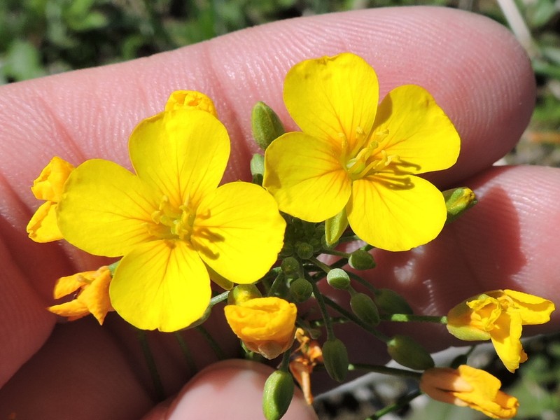 Physaria gracilis photo 3