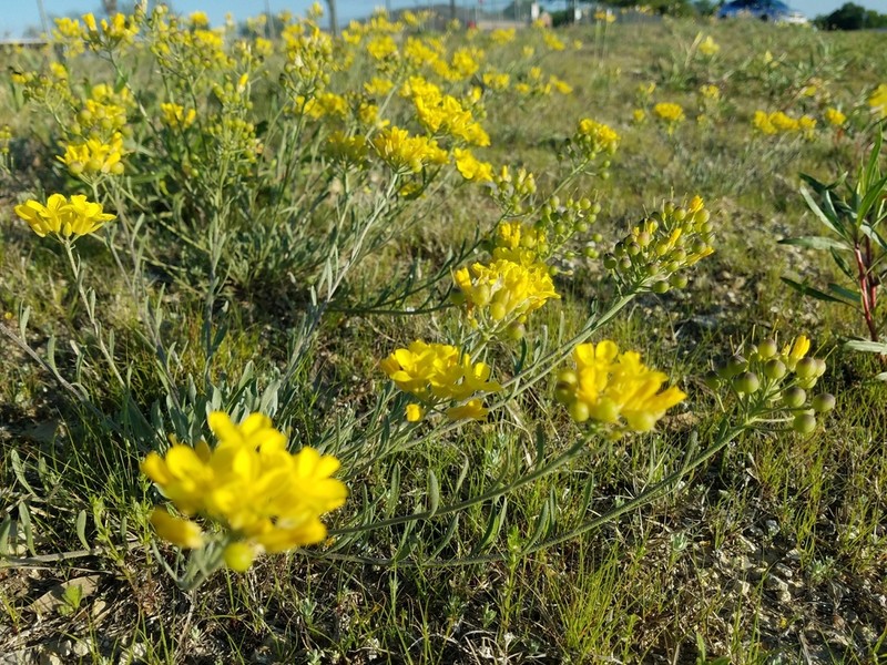 Physaria gracilis photo 4