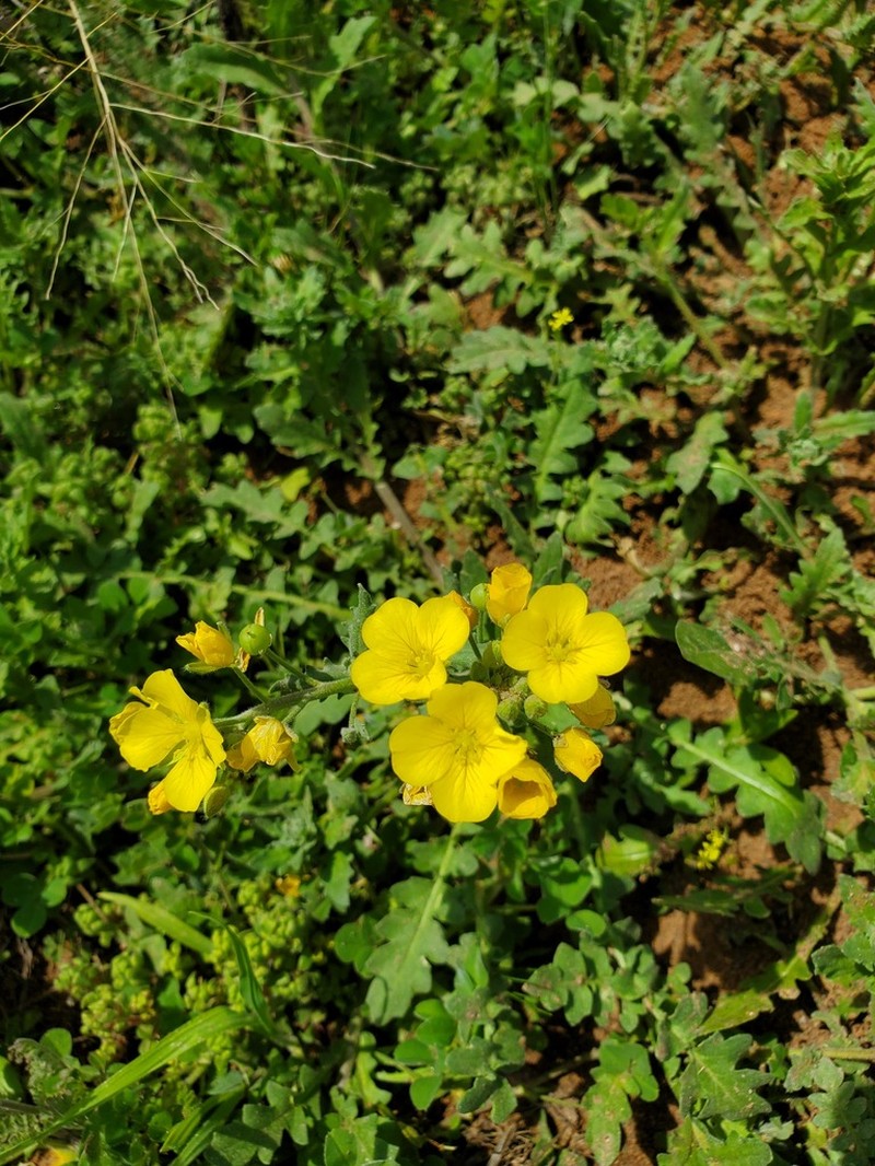 Physaria gracilis photo 5