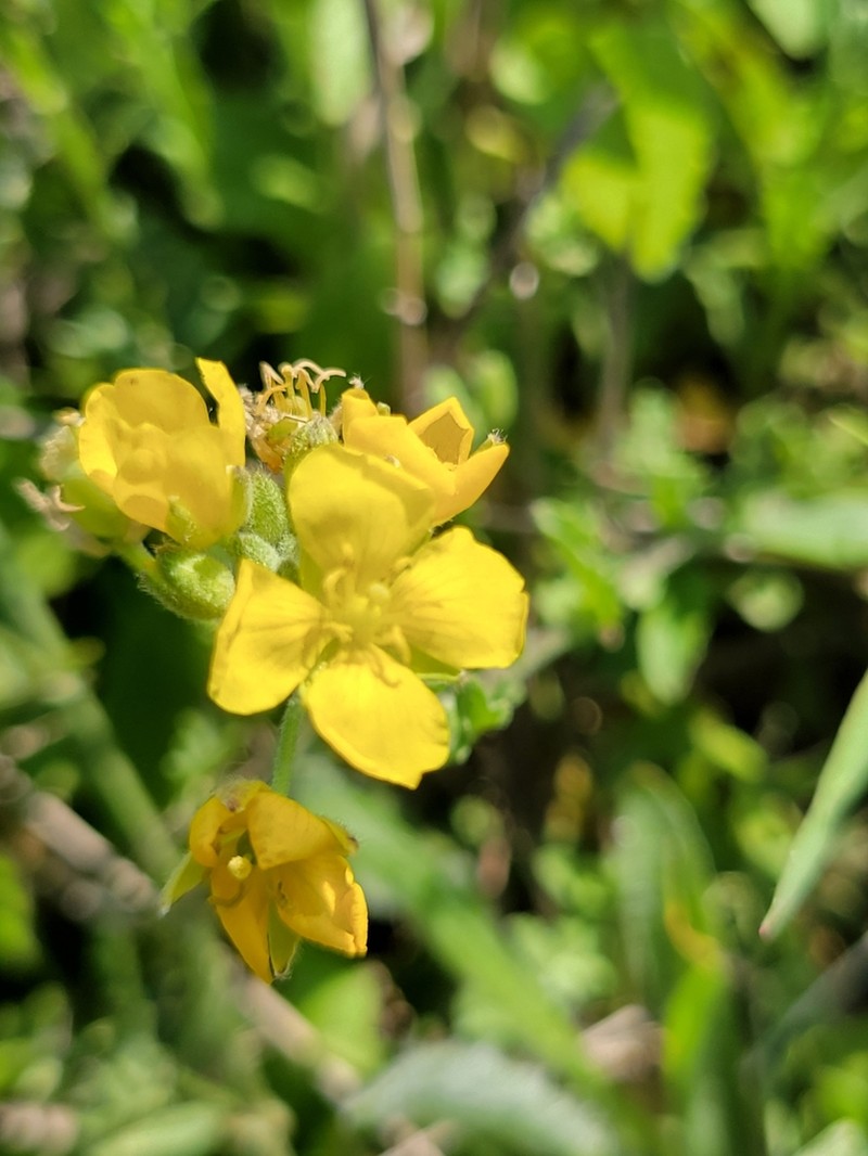 Physaria gracilis photo 6