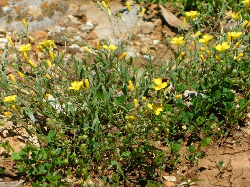 Physaria gracilis photo 7
