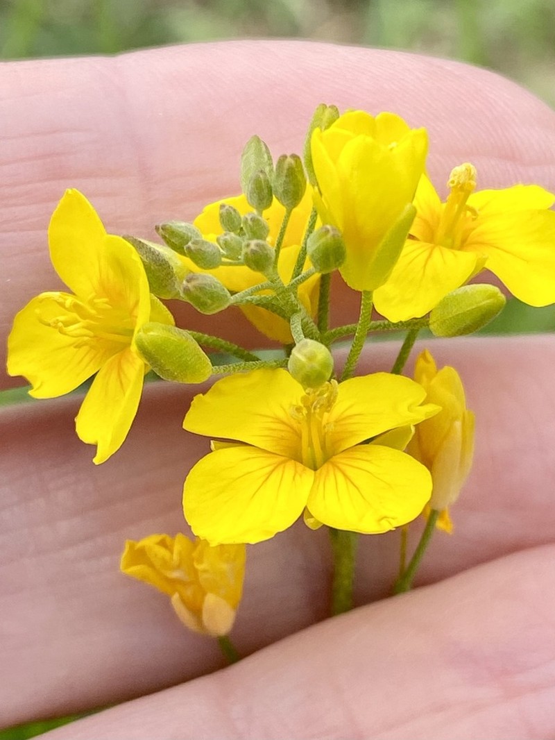 Physaria gracilis photo 8
