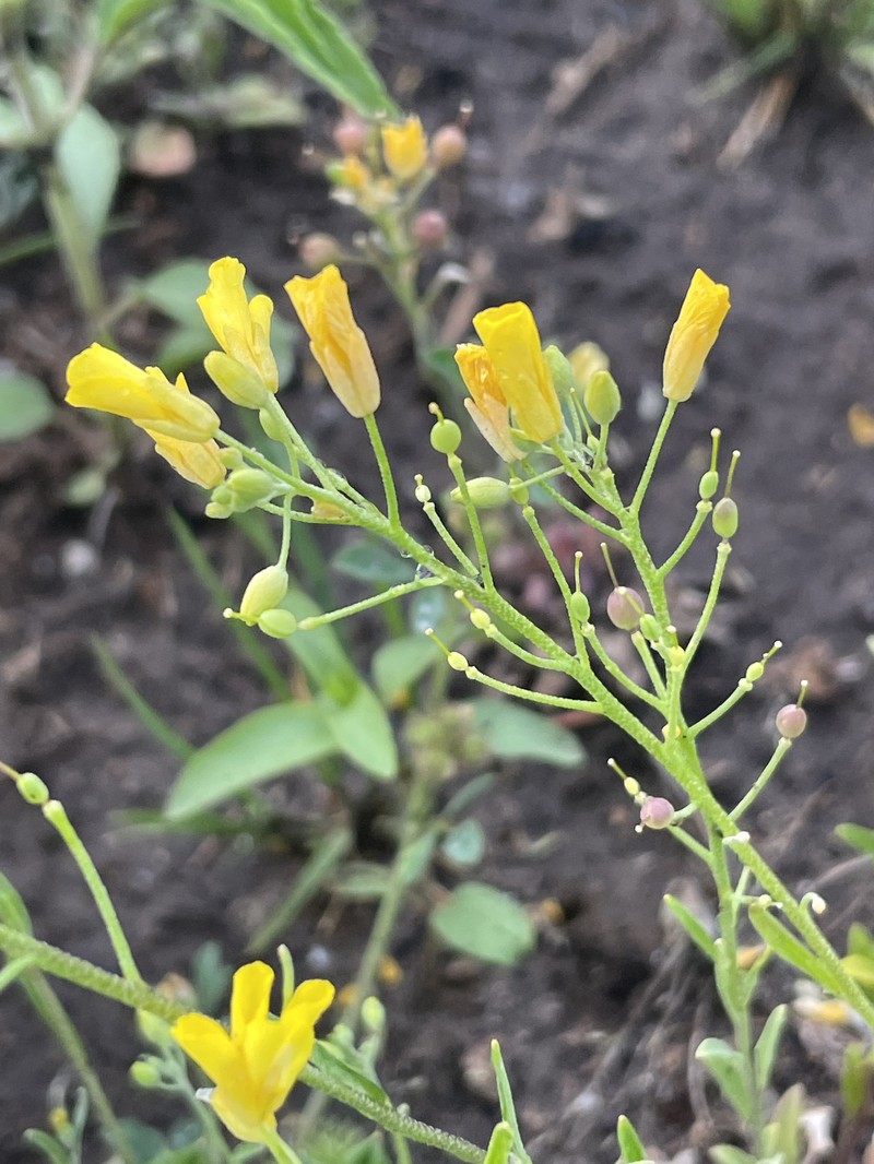 Spreading Bladderpod