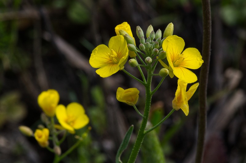 Spreading Bladderpod photo 2