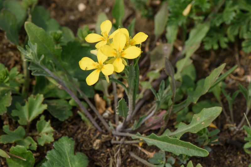 Spreading Bladderpod photo 3