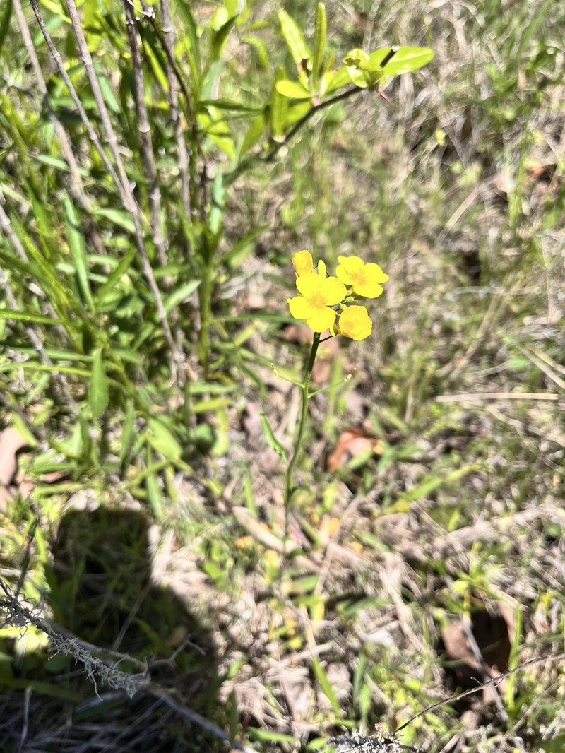 Spreading Bladderpod photo 4