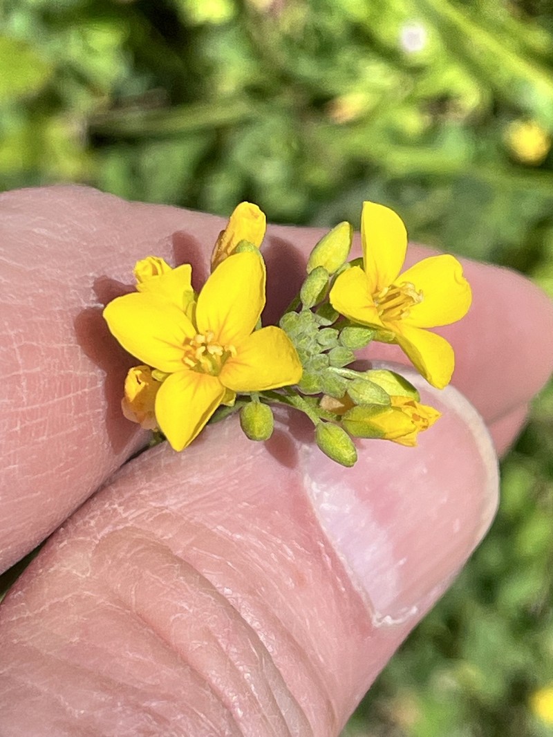 Spreading Bladderpod photo 5