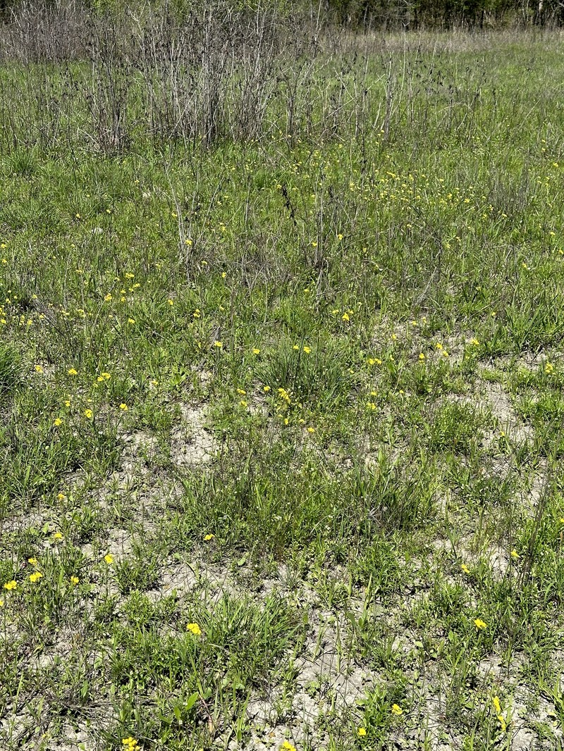 Spreading Bladderpod photo 6