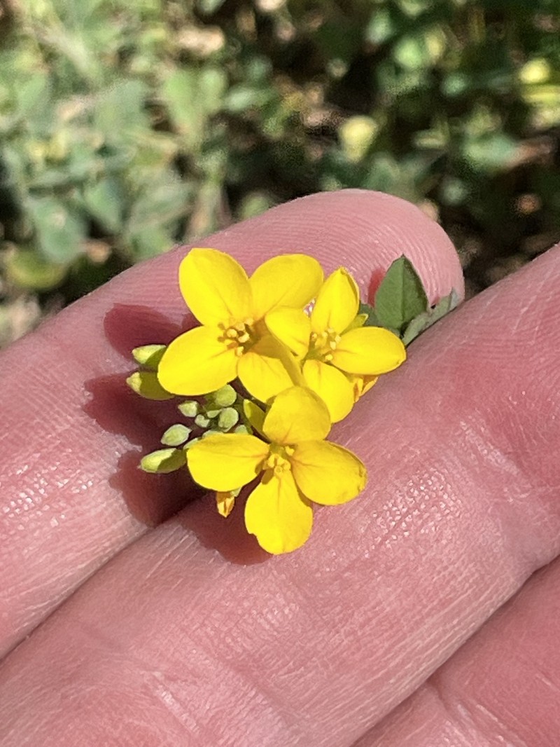 Spreading Bladderpod photo 7