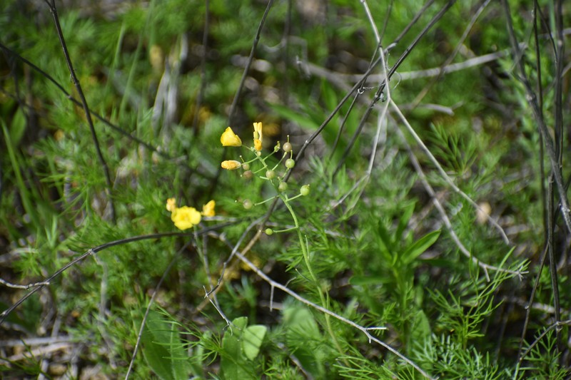 Spreading Bladderpod photo 8