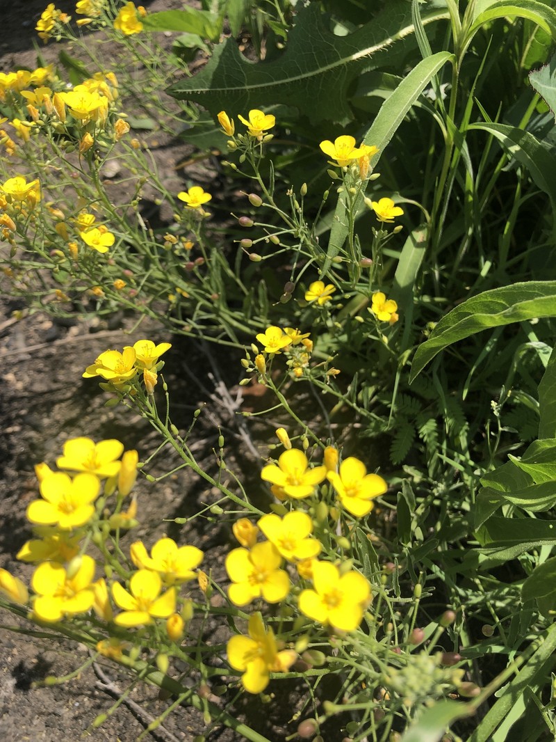 Physaria gracilis subsp. nuttallii