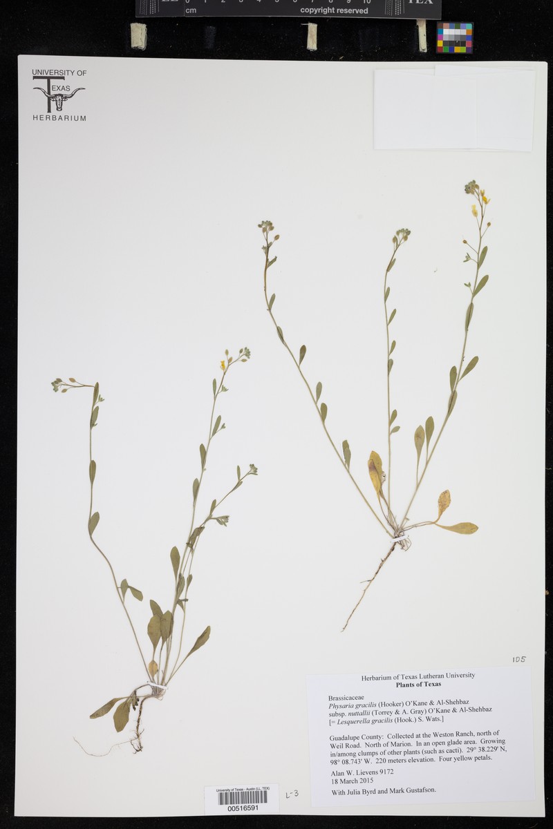 Physaria gracilis subsp. nuttallii photo 2