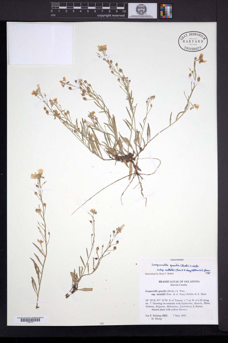 Physaria gracilis subsp. nuttallii photo 3