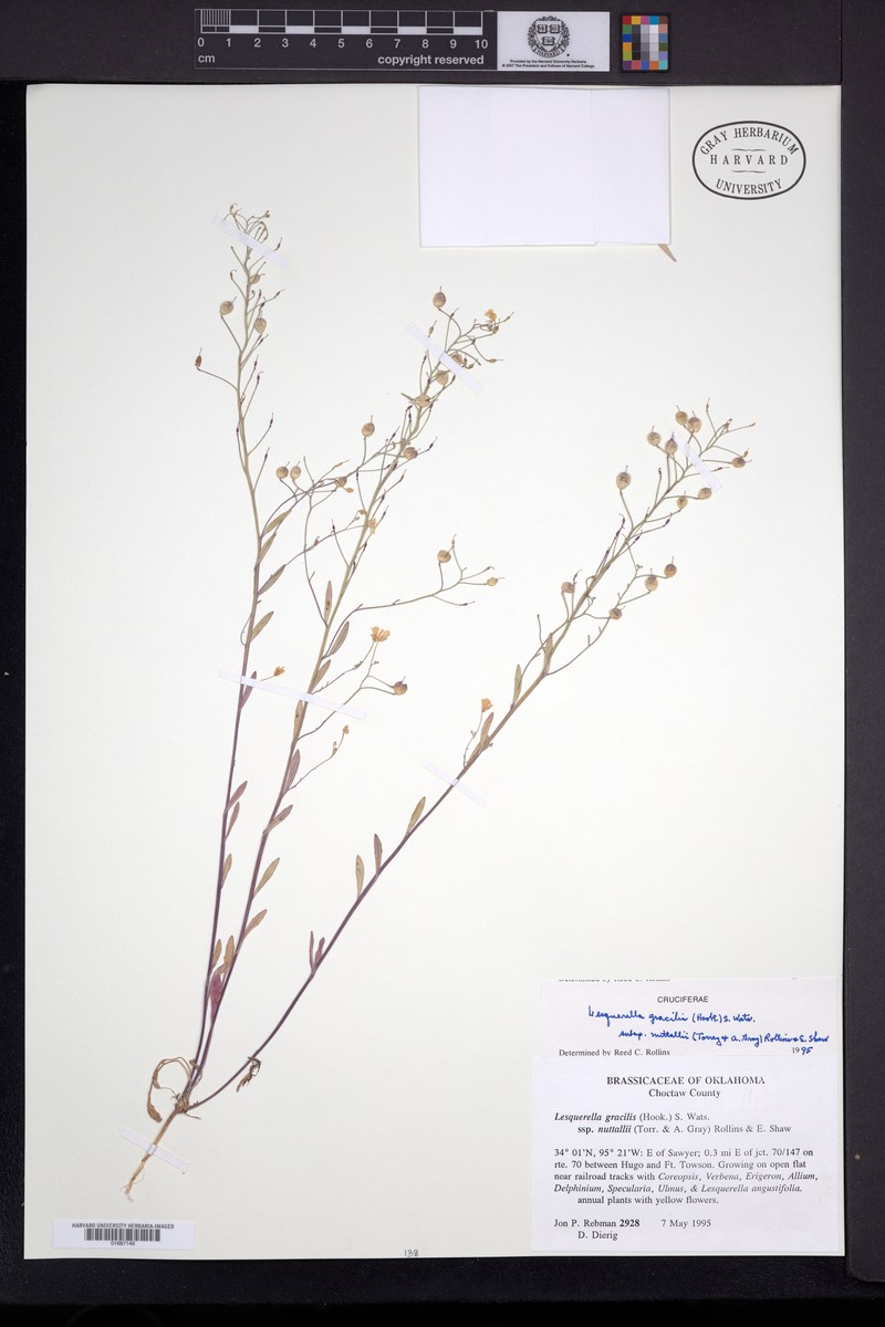 Physaria gracilis subsp. nuttallii photo 4