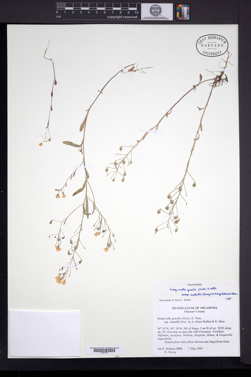 Physaria gracilis subsp. nuttallii photo 5