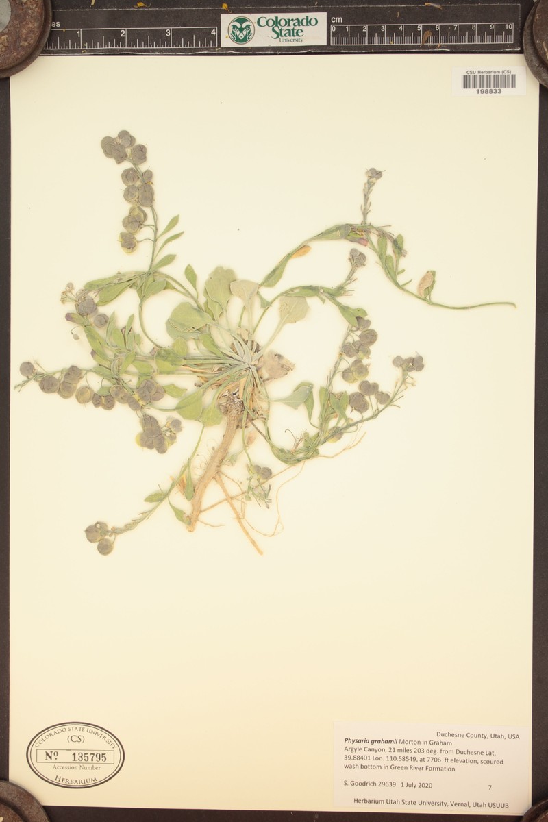Graham's Twinpod photo 2