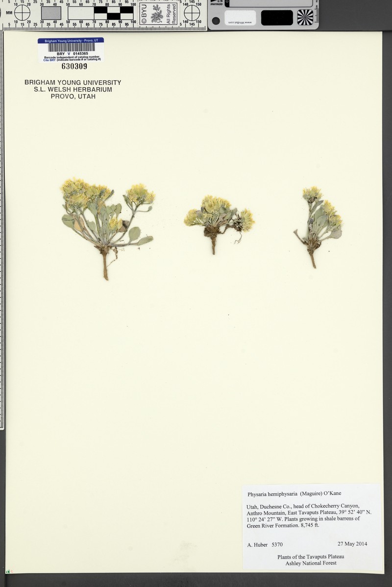 Intermountain Bladderpod