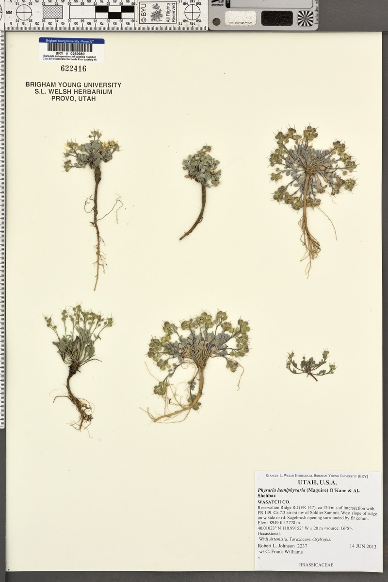 Intermountain Bladderpod photo 2