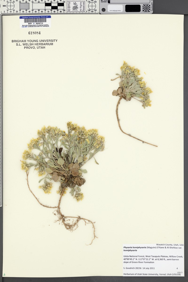 Intermountain Bladderpod photo 3