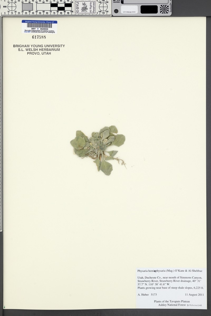 Intermountain Bladderpod photo 4