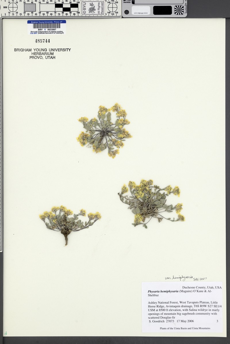 Intermountain Bladderpod photo 5