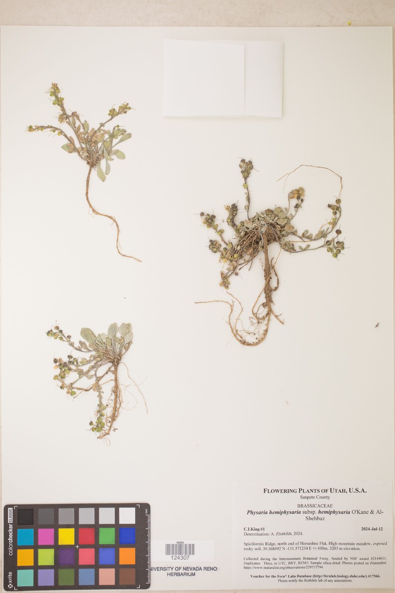 Physaria hemiphysaria subsp. hemiphysaria photo 2