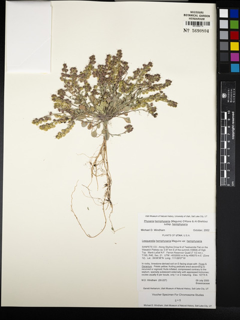 Physaria hemiphysaria subsp. hemiphysaria