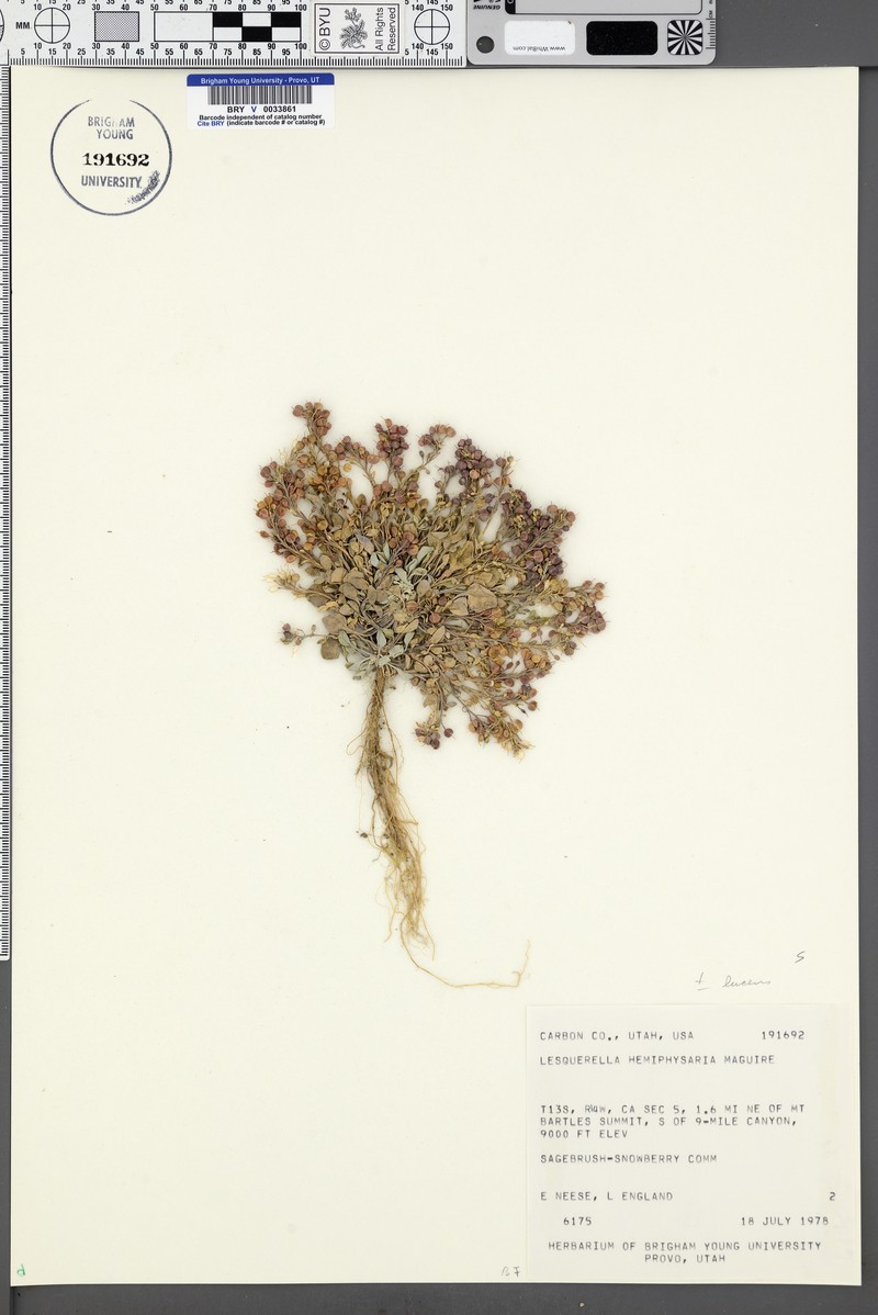 Physaria hemiphysaria subsp. lucens