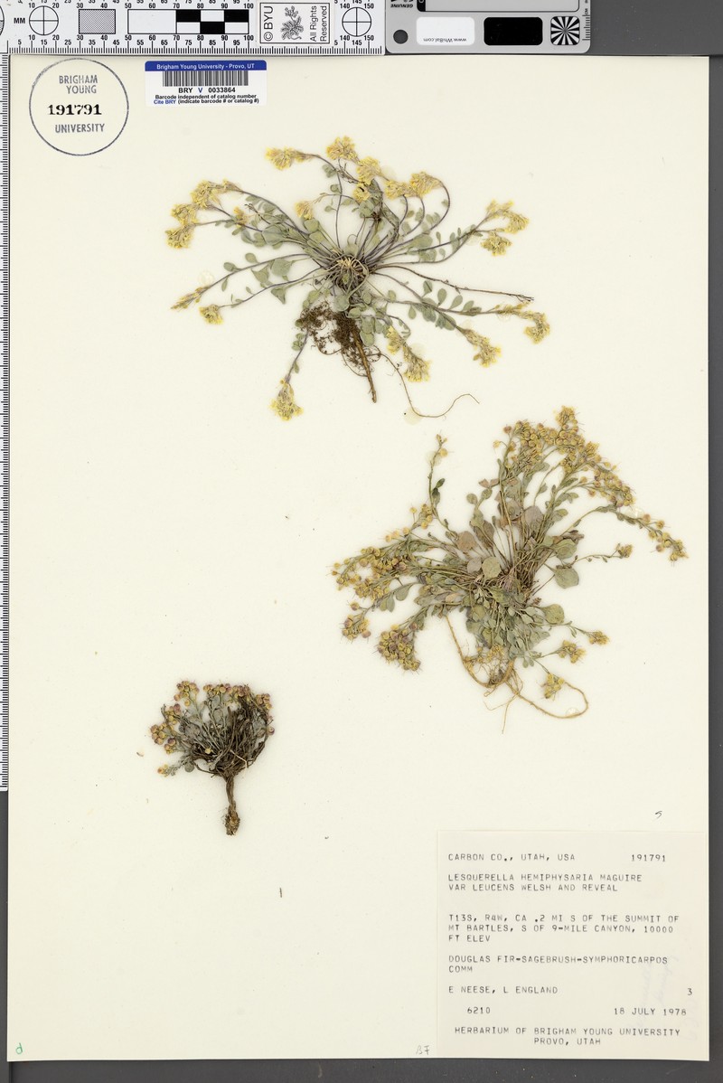 Physaria hemiphysaria subsp. lucens photo 2