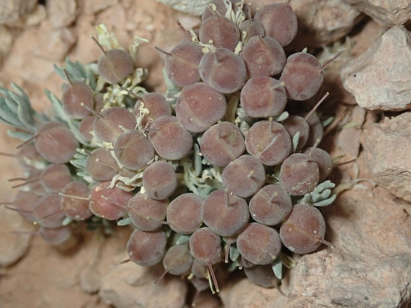 Hitchcock's Bladderpod
