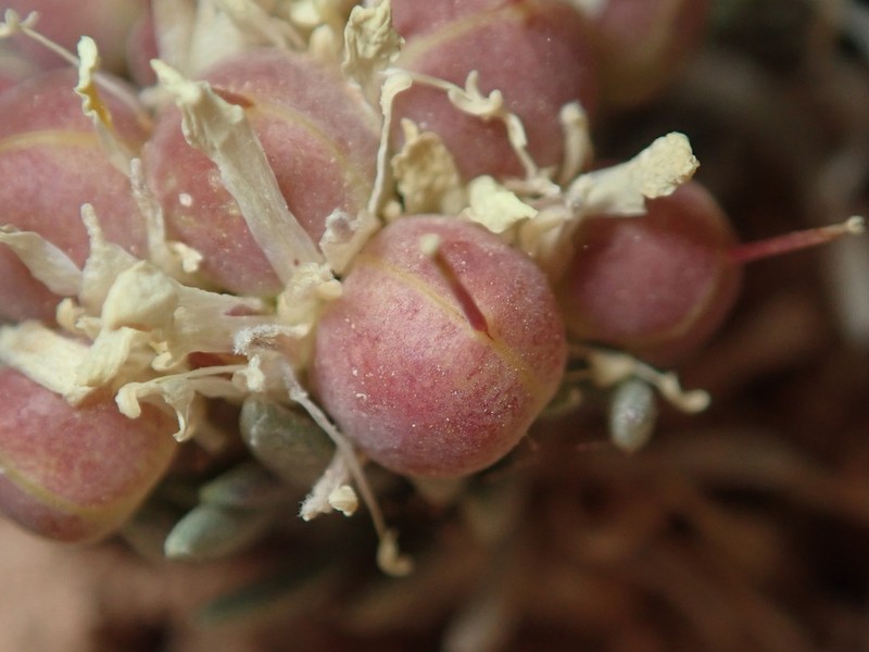 Hitchcock's Bladderpod photo 2