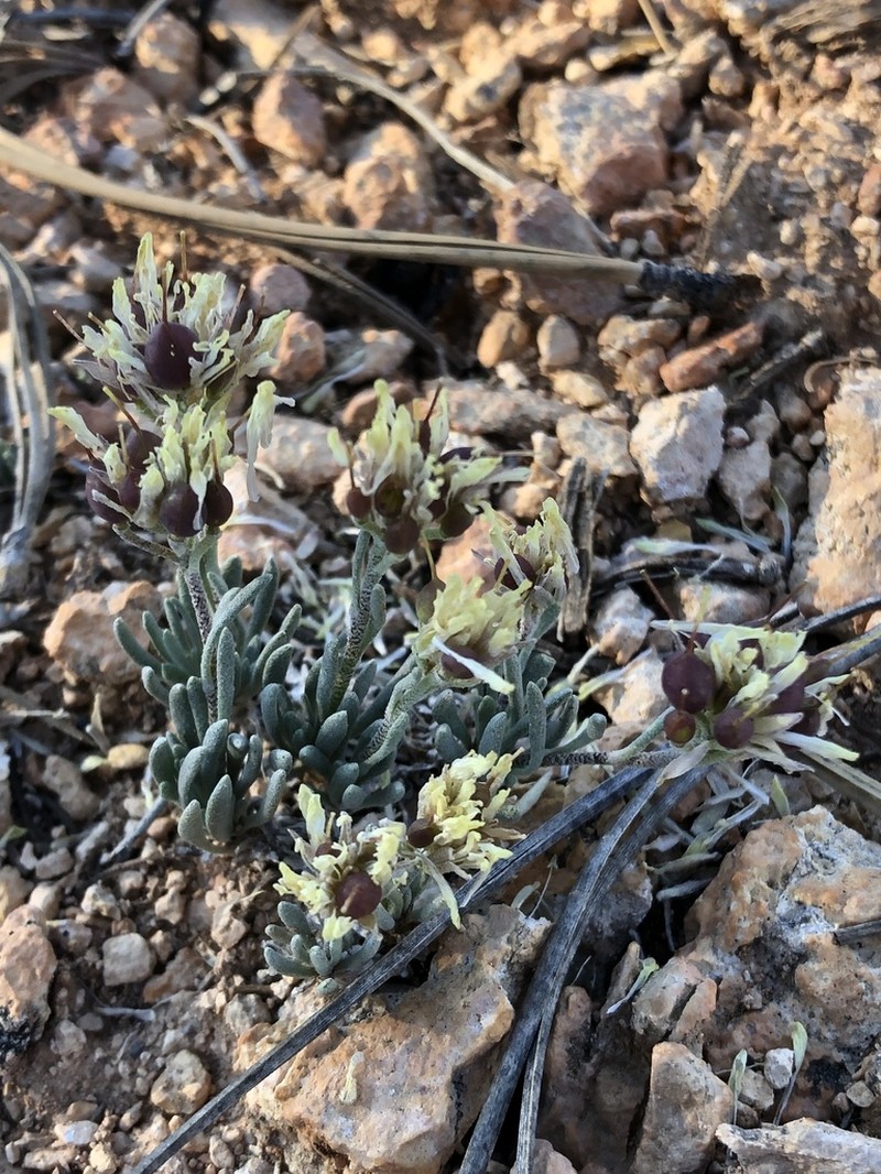 Hitchcock's Bladderpod photo 3