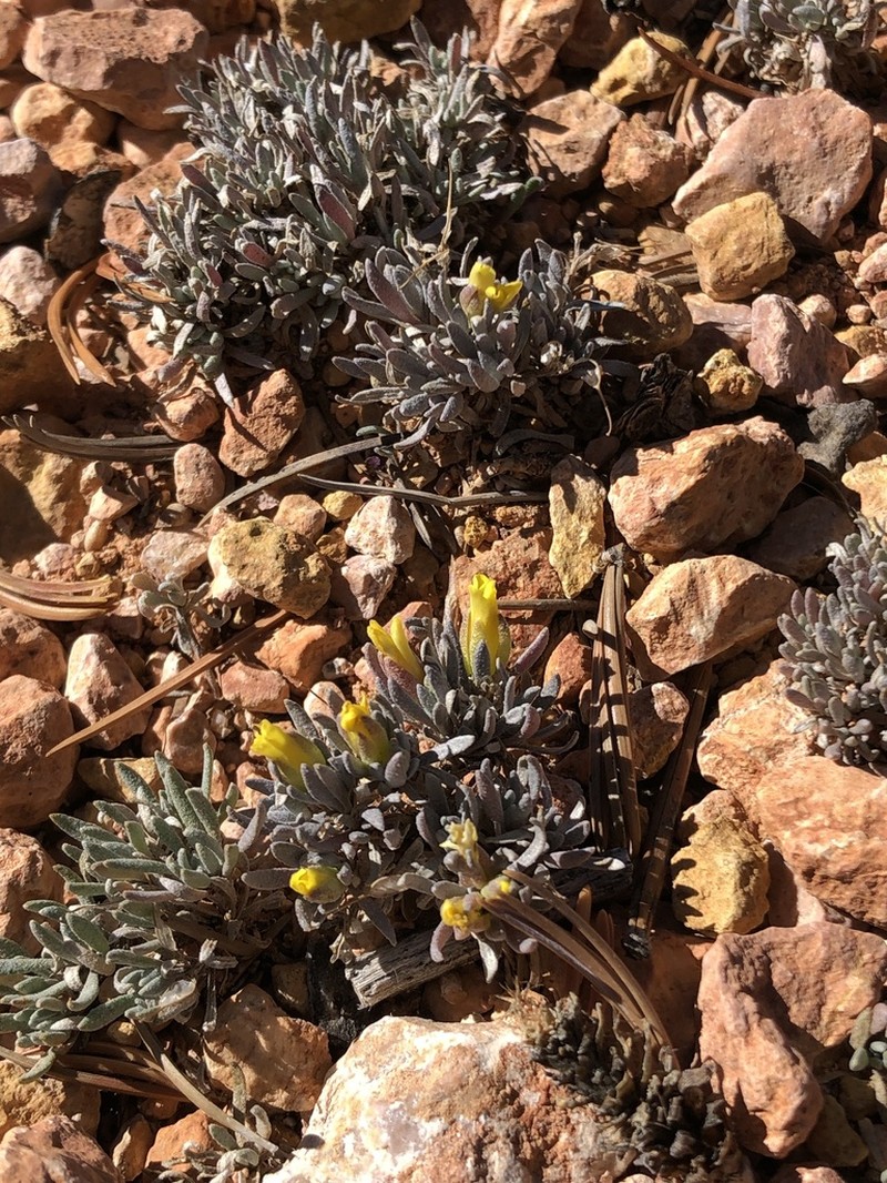 Hitchcock's Bladderpod photo 4