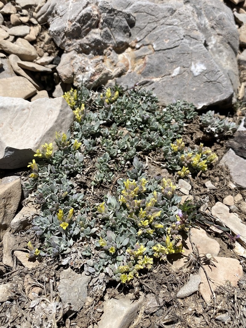 Hitchcock's Bladderpod photo 5