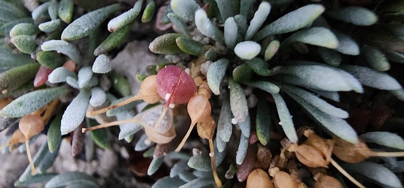 Hitchcock's Bladderpod photo 7