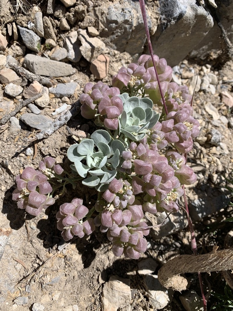 Hitchcock's Bladderpod photo 8