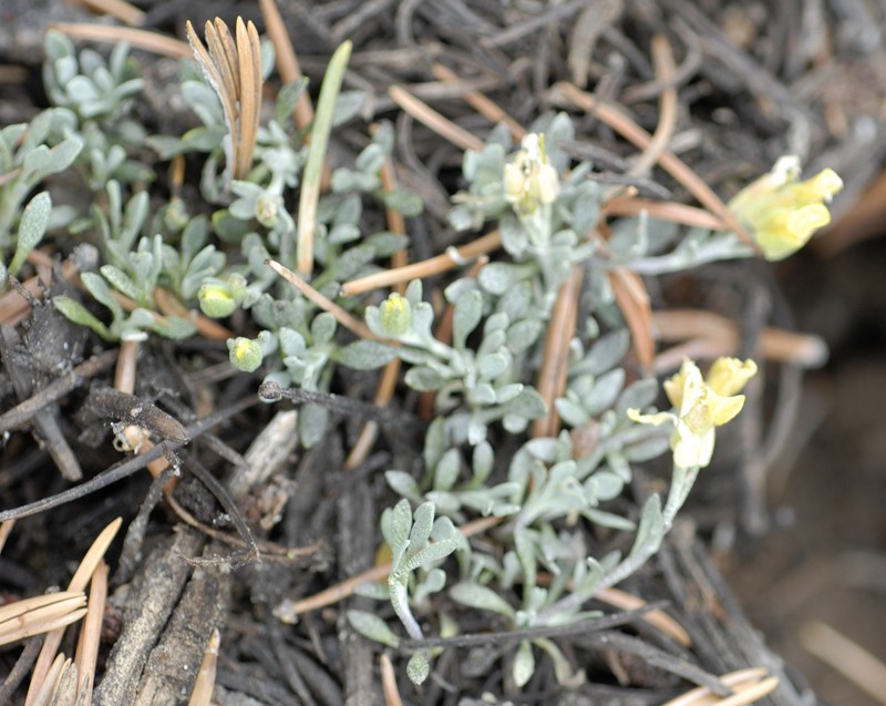 Physaria hitchcockii subsp. confluens