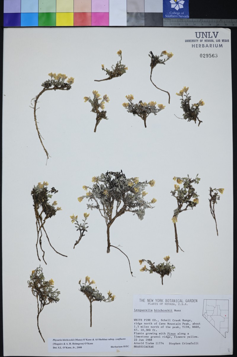 Physaria hitchcockii subsp. confluens photo 2