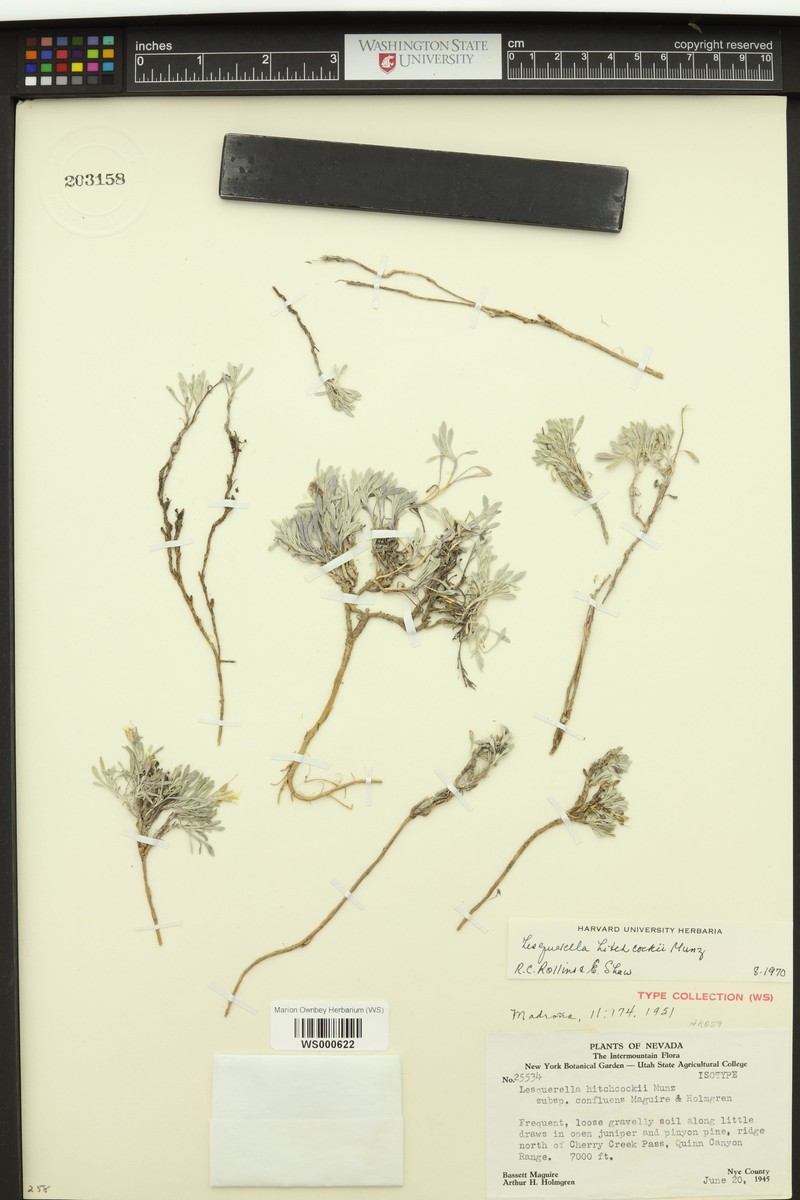 Physaria hitchcockii subsp. confluens photo 4