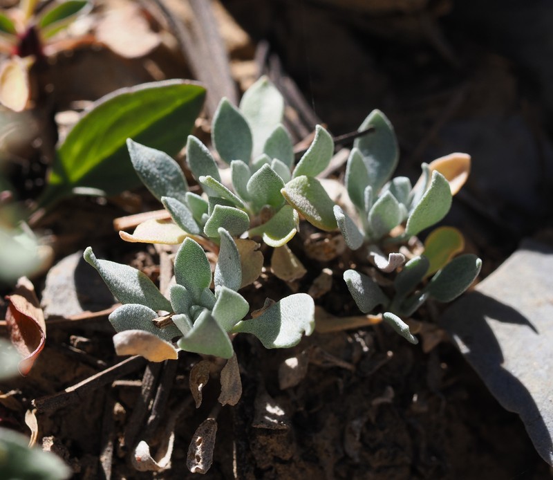 Physaria hitchcockii subsp. hitchcockii