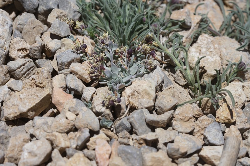 Physaria hitchcockii subsp. hitchcockii photo 2