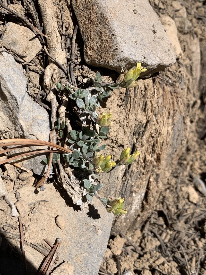 Physaria hitchcockii subsp. hitchcockii photo 3
