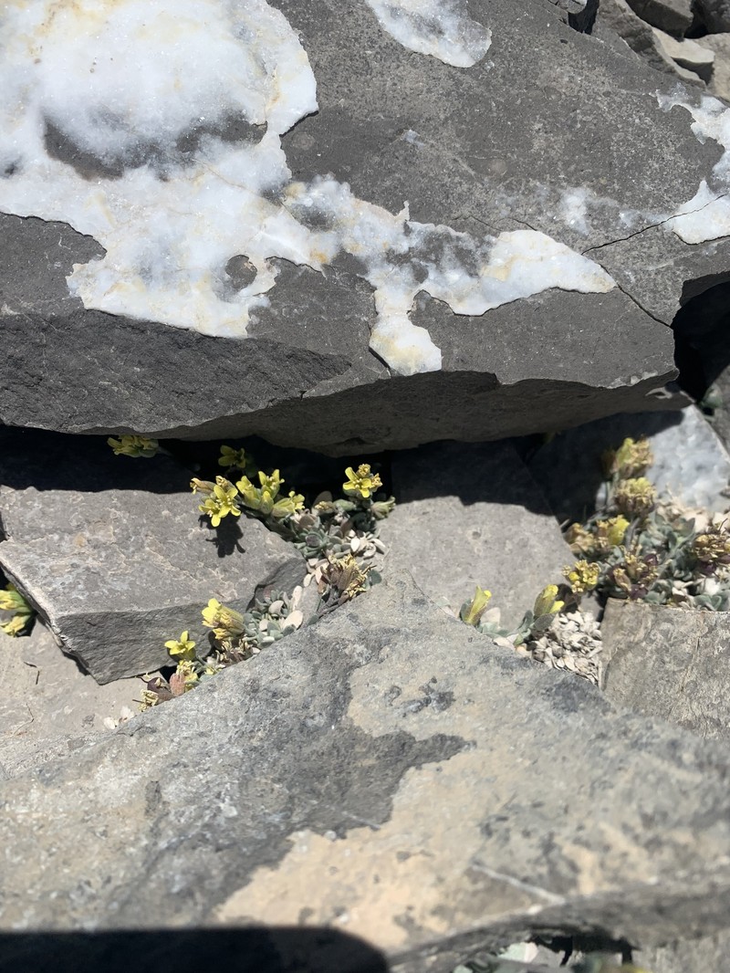 Physaria hitchcockii subsp. hitchcockii photo 4