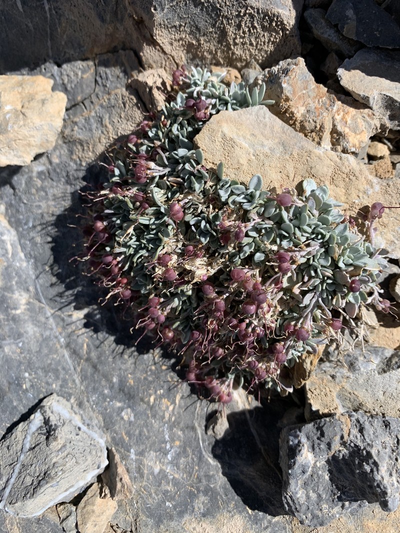Physaria hitchcockii subsp. hitchcockii photo 5