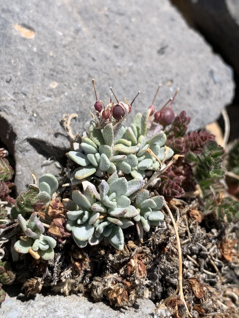 Physaria hitchcockii subsp. hitchcockii photo 6
