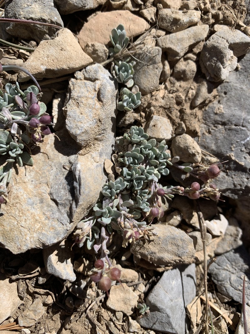 Physaria hitchcockii subsp. hitchcockii photo 7