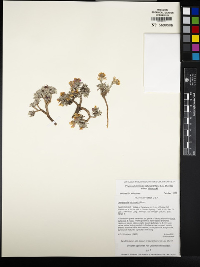 Physaria hitchcockii subsp. hitchcockii photo 8