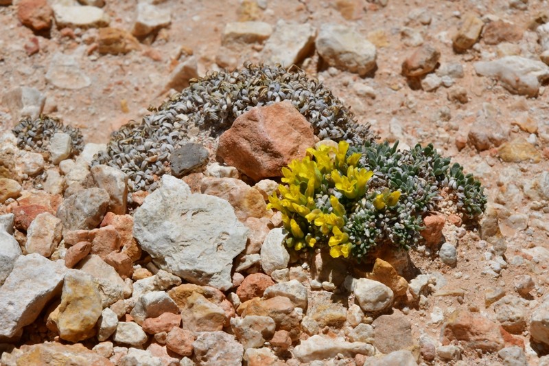 Tum Bladderpod